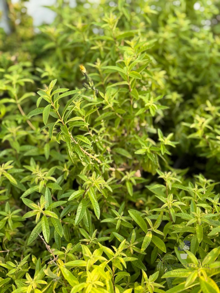 🌿 Λουίζα (Aloysia citrodora) - 2